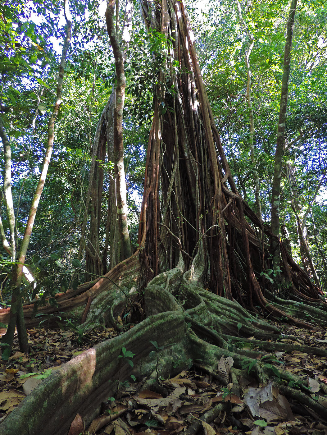 Corcovado - Boom Het nationaal park van Corcovado kan alleen maar bereikt worden met een boot. Het is een paradijs voor natuurliefhebbers en biologen en het is het grootste nationale park met de grootste biodiversiteit van heel Costa Rica. Ook de planten en bomen in het woud zijn indrukwekkend. Stefan Cruysberghs